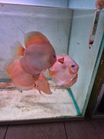 Prachtig nest discus vissen blue diamond, Dieren en Toebehoren, Vissen | Aquariumvissen, Vis