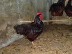 Rhode Island Red haan, Dieren en Toebehoren, Pluimvee, Mannelijk, Kip