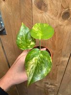 Monstera deliciosa variegata plant mint flame aurea lemon, Huis en Inrichting, Ophalen of Verzenden, Halfschaduw, Minder dan 100 cm