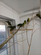 Catharina parkieten, Dieren en Toebehoren, Vogels | Parkieten en Papegaaien, Meerdere dieren, Parkiet