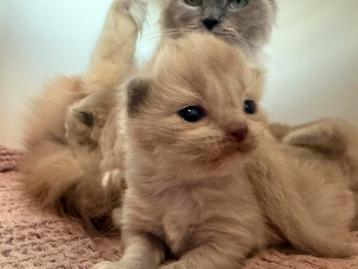 ragdoll fok kittens & mama met stamboom! Choc & cin dragers beschikbaar voor biedingen