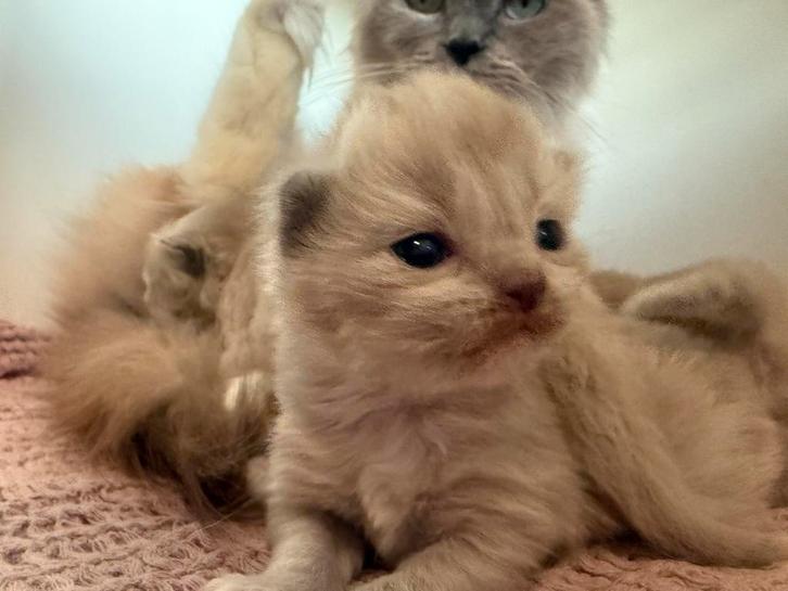 Laatste ragdoll kitten & mama met stamboom! Chocolate drager, Dieren en Toebehoren, Katten en Kittens | Raskatten | Langhaar, Meerdere dieren
