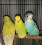 Jonge parkieten om tam temaken, Dieren en Toebehoren, Vogels | Parkieten en Papegaaien, Meerdere dieren, Parkiet, Tam