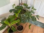 Monstera plant en musaplanten inclusief pot, Huis en Inrichting, Kamerplanten, Ophalen of Verzenden