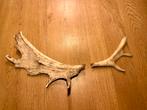 2 Echte Herten Geweien - Decoratie, Huis en Inrichting, Ophalen of Verzenden, Nieuw