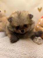 Pomeranian/pomeriaan orange sable reutje Bearface., Keeshond, Reu, CDV (hondenziekte), 8 tot 15 weken