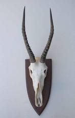 Schedel Afrikaanse BLESBOK op schild (gewei), Verzamelen, Dierenverzamelingen, Ophalen of Verzenden, Gebruikt, Wild dier, Schedel