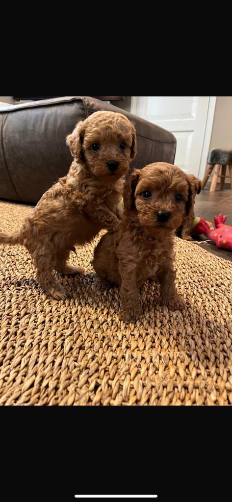 Kleine (mini) doodle pups 🐶, Dieren en Toebehoren, Honden | Niet-rashonden, Klein, Reu, Fokker | Hobbymatig, Meerdere, Nederland