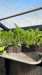Paksoi Pak choy moestuinplantjes groente planten, Ophalen, Volle zon, Groenteplanten, Eenjarig