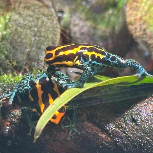 Ranitomeya amazonica 'Golden' NEW!!!, Dieren en Toebehoren, Reptielen en Amfibieën, Amfibie