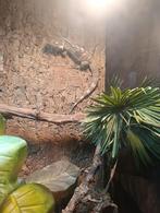 Zwarte mannelijke leguaan! Erkend als zeldzaam soort !, Dieren en Toebehoren, Hagedis, 0 tot 2 jaar