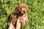 Prachtige mini doodle pups te koop, Dieren en Toebehoren, Honden | Chihuahua's en Gezelschapshonden, Nederland, Overige rassen