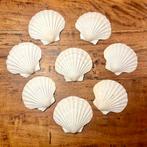 Set sint-jakobsschelpen jacobsschelpen grote schelpen, Verzamelen, Mineralen en Fossielen, Ophalen of Verzenden, Schelp(en)