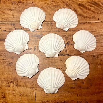 Set sint-jakobsschelpen jacobsschelpen grote schelpen beschikbaar voor biedingen
