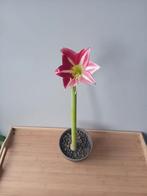 Amarylis kamerplant 50cm, Ophalen, Overige soorten, Halfschaduw, In pot