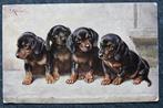 Vier jonge honden schattig op een rij, C. Reichert, Verzenden, Voor 1920, Ongelopen, Hond of Kat