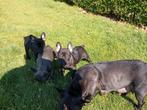 Franse bulldog, Mannelijk