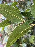 Laurier blaadjes vers veplukt, Ophalen of Verzenden, Bloeit niet, Overige soorten, Minder dan 100 cm