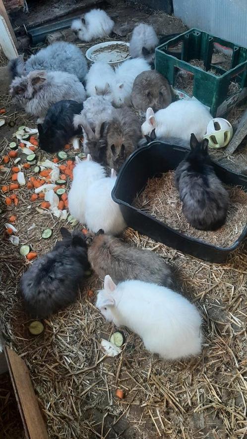 Teddy Dwergen en Vosdwergen, Dieren en Toebehoren, Konijnen, Dwerg, Meerdere dieren