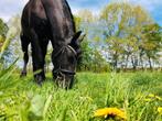 Paard gezocht, Ophalen of Verzenden