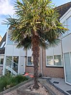 Mooie en grote 4 meter+ palmboom, Zomer, Palmboom, 400 cm of meer, Ophalen
