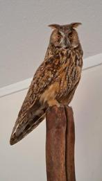 opgezette ransuil, Dieren en Toebehoren, Vogels | Overige Vogels