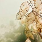 Stekjes judaspenning,gratis ophalen., Ophalen, Volle zon