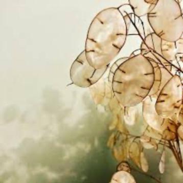 Stekjes judaspenning,gratis ophalen. beschikbaar voor biedingen