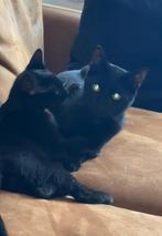 2 lieve katertjes, Dieren en Toebehoren, Katten en Kittens | Overige Katten, Kater, Kortharig, 0 tot 2 jaar