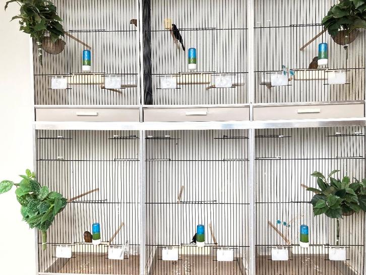 Kweek Poppen TwaTwa, Dieren en Toebehoren, Vogels | Overige Vogels, Tropenvogel, Vrouwelijk, Tam, Geringd