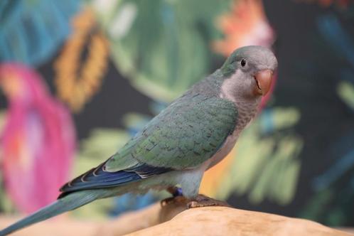 Baby Muisparkieten | Getest | Jonkies | Makkelijk tam, Dieren en Toebehoren, Vogels | Parkieten en Papegaaien, Parkiet, Meerdere dieren