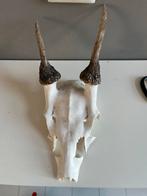 Damhert gewei - Decoratie of educatief, Ophalen of Verzenden