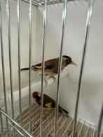 Hele mooie putter koppel te koop, Dieren en Toebehoren, Vogels | Overige Vogels, Meerdere dieren, Wildzangvogel, Geringd