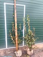 cornus mas, Tuin en Terras, Planten | Bomen, Winter, Overige soorten, 100 tot 250 cm, Ophalen