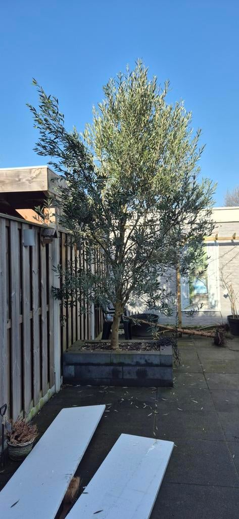 Prachtige Olijfboom voor uw tuin!, Tuin en Terras, Planten | Bomen, Bloeit niet, Ophalen of Verzenden, 100 tot 250 cm, Olijfboom