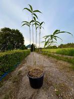 Japanse bamboe Pseudosasa Japonica, Tuin en Terras, Planten | Tuinplanten, Vaste plant, Bloeit niet, Halfschaduw, Ophalen