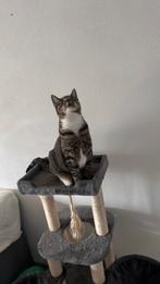 Katers, Dieren en Toebehoren, Katten en Kittens | Overige Katten, Kater