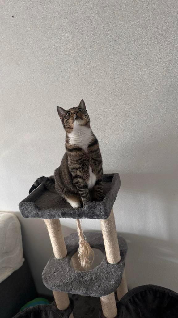 Katers, Dieren en Toebehoren, Katten en Kittens | Overige Katten, Kater