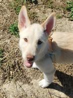 ACE: Blue is een sympathiek ventje, Dieren en Toebehoren, Honden | Niet-rashonden, Particulier, Rabiës (hondsdolheid), 15 weken tot 1 jaar