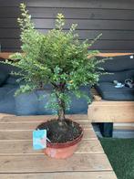 Ulmus 'Hokkaido' Bonsai, Tuin en Terras, Planten | Bomen, Ophalen of Verzenden, Bloeit niet, Overige soorten, Minder dan 100 cm
