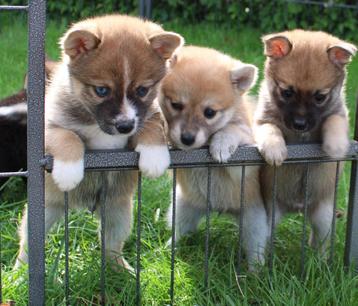 pomchi pups beschikbaar voor biedingen