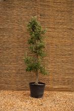 Oude laagstam fruitbomen, Lente, Overige soorten, Volle zon, In pot