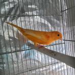 Oranje Kanaries, Dieren en Toebehoren, Meerdere dieren, Kleurkanarie