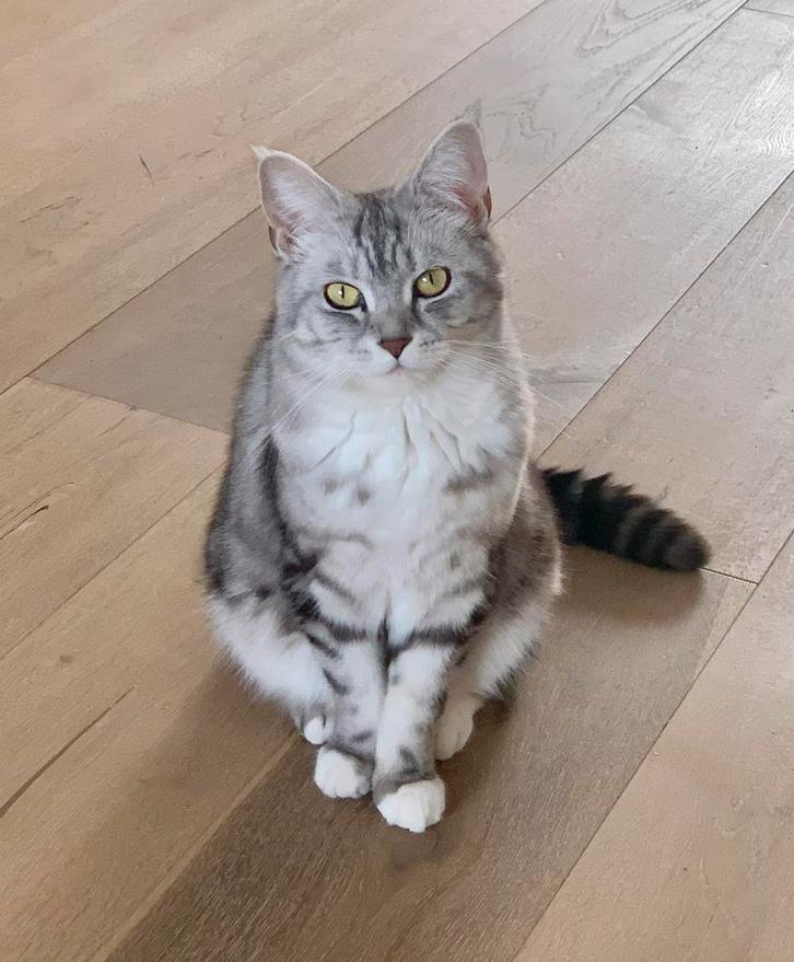 Nieuw thuis gezocht voor prachtige knuffelpoes Kali (4 jaar), Dieren en Toebehoren, Katten en Kittens | Overige Katten, Kortharig