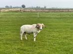 Wiltshire Horn ram, Dieren en Toebehoren, Mannelijk, Schaap