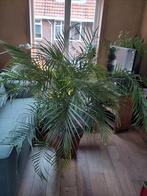 Goudpalm kamerplant, Huis en Inrichting, Kamerplanten, Ophalen, Palm, Halfschaduw, In pot