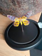 Dysphania militaria vlinder in glazen stolp, Ophalen of Verzenden, Nieuw, Insect, Opgezet dier