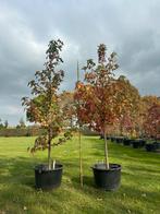 Amberboom - 60L Pot - 200-250cm, Bloeit niet, Overige soorten, 250 tot 400 cm, Ophalen