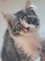 Lieve ragdoll x maine coon kittens, Dieren en Toebehoren, Meerdere dieren, Ontwormd, 0 tot 2 jaar