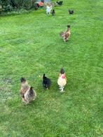 Gratis haantjes, Dieren en Toebehoren, Pluimvee, Mannelijk, Kip